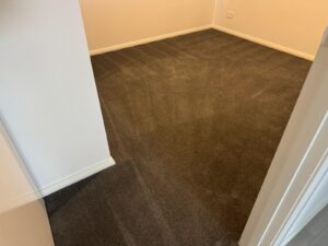 Clean carpet after professional steam cleaning